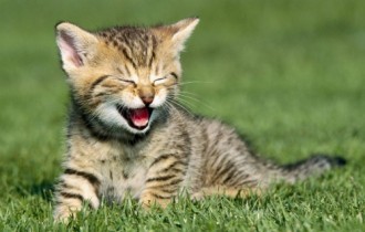 Wallpapers - Funny Cats Pack#4 (50 обоев)