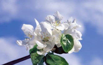 Wallpapers - White Flowers Pack (40 обоев)