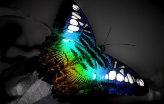 Бабочки Фото высокого качества (54 обоев)