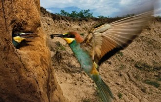 Animals - National Geographic Wallpapers (40 картинок)