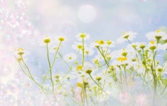 Floral Backgrounds (80 обоев)