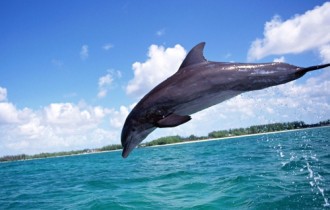 Обои "Дельфины в море" - Dolphins Wallpapers (40 обоев)
