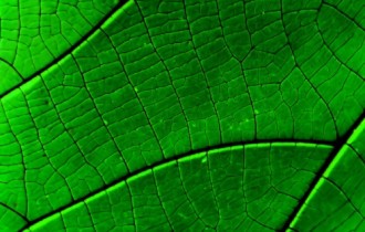Green Plants Wallpapers Part 3 (30 обоев)