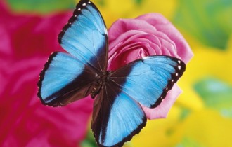 Бабочки любят цветы (40 обоев)