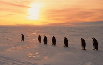 Penguin Photos Wallpapers (25 обоев)