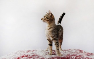 Wallpapers - Funny Cats Pack#11 (50 обоев)
