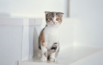 Wallpapers - Cats and lady-cats Pack (15 обоев)