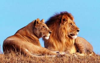 Львы и тигры (67 обоев)