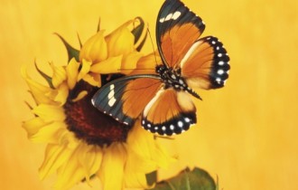 Бабочки (39 обоев)