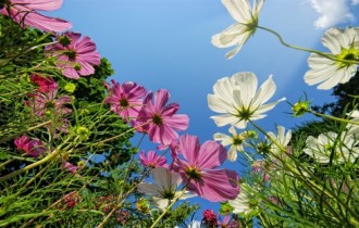45 Most Beautiful Flowers Premium HD Wallpapers (41 обоев)