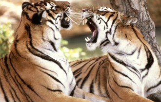 Обои с тиграми (48 обоев)