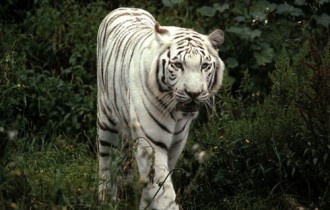 Тигры (29 обоев)
