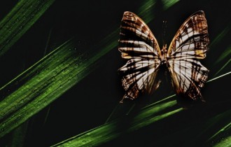 Бабочки (18 обоев)