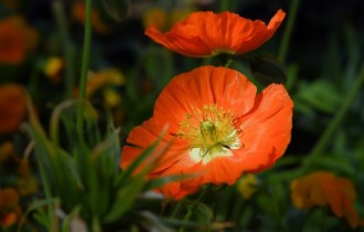 Цветочные обои 819 (3840x2160) (30 обоев)