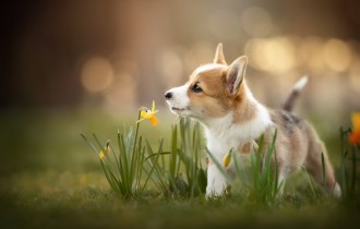 Dogs 133 (30 wallpapers)