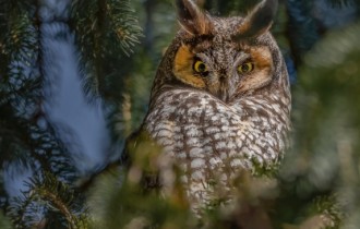 Птицы 160 (3840x2160) (30 обоев)