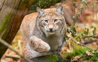 Коты 177 (30 обоев)