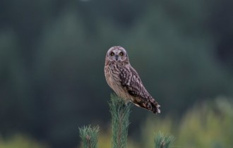 Птицы 176 (30 обоев)