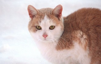 Коты 173 (30 обоев)