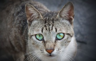 Cats 213 (30 wallpapers)