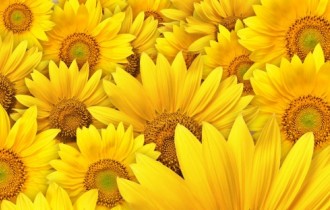 Beautiful Sunflowers Wallpapers (40 обоев)