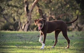 Dogs 149 (30 wallpapers)