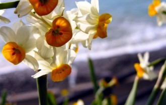 Daffodils - Desktop wallpapers (37 wallpapers)