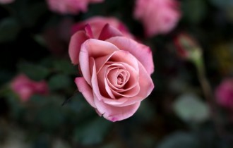 Floral wallpaper 806 (2560x1600) (30 wallpapers)