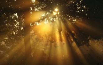 Сонце в лісі - Шпалери (44 шпалер)