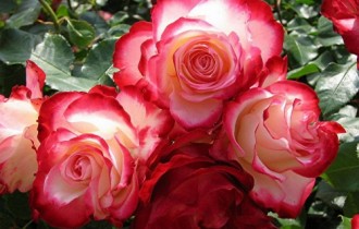 Collection Beautiful Roses (30 шпалер)