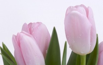 Floral wallpapers 150 (60 wallpapers)