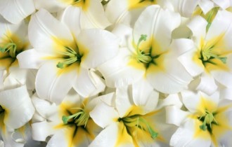Floral wallpapers 139 (60 wallpapers)
