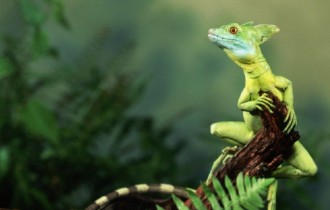 Wallpaper collection - Reptiles (32 wallpapers)