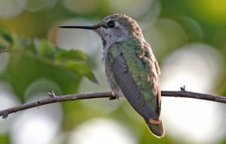 Hummingbird Wallpapers (34 шпалери)