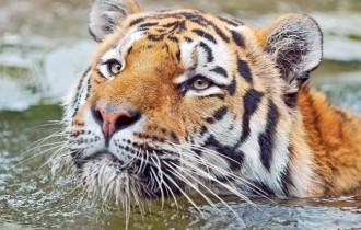 Cats 227 (30 wallpapers)
