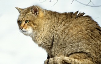 Wild Cats (16 wallpapers)