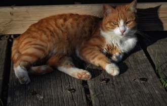 Коти 230 (30 шпалер)