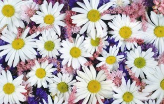 Квіткові шпалери 629 (1920x1080) (30 шпалер)
