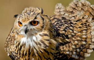 Птицы 174 (30 обоев)