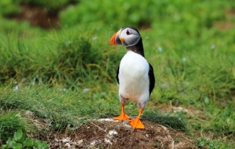 Птицы 155 (3840x2160) (30 обоев)