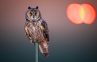 Птахи 188 (30 шпалер)