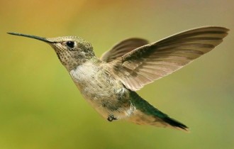 Wallpapers - Hummingbird Pack (48 обои)