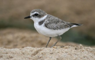 Birds 212 (30 wallpapers)