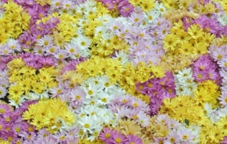 Квіткові шпалери 95 (60 шпалер)