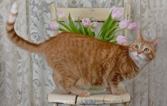Коты 217 (30 обоев)