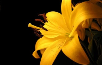 Квіти (Part3) (30 шпалер)