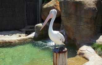 Птицы 173 (30 обоев)