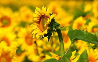 Цветочные обои 813 (2560x1600) (30 обоев)