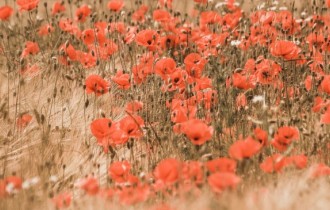 Floral wallpaper 818 (3840x2160) (30 wallpapers)