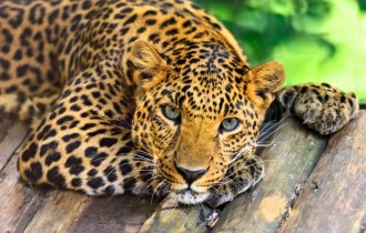 Cats 168 (30 wallpapers)